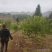 中华吴茱萸苗,还有50万竹苗,基地直供一手货源