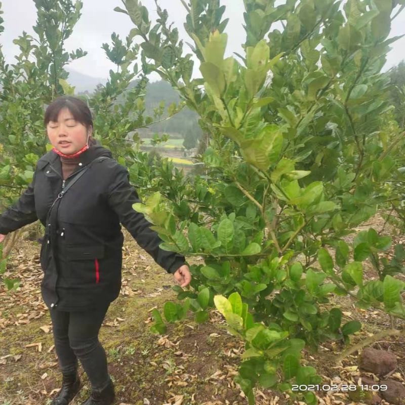 中华吴茱萸苗，还有50万竹苗，基地直供一手货源