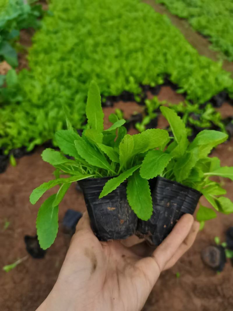 篮花鼠尾草，鼠尾草，草花鼠尾草，供应常年供应各种绿化苗木