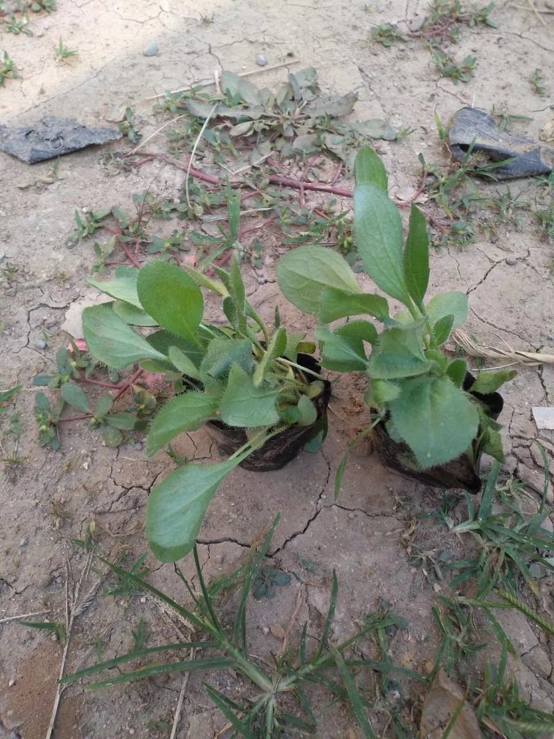 紫花地丁基地直销常年供应各种绿化苗木