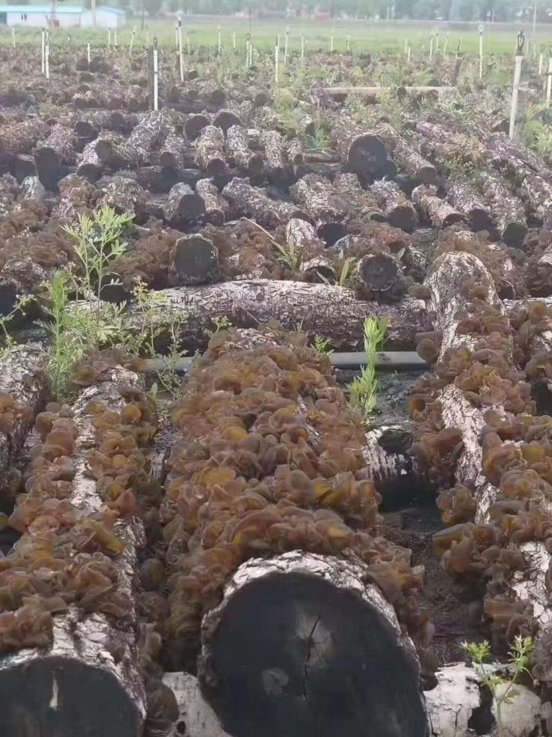 正宗东北黑木耳干货500g无根小碗耳木耳特产秋木耳