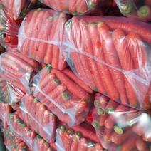 陕西大荔精品红萝卜水洗货大量有货对接各大商超