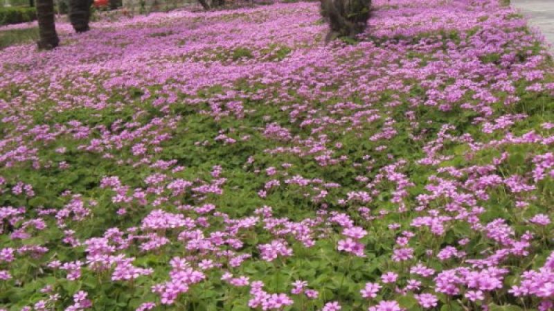 红花酢浆草种球产地直发常年供应国内包邮