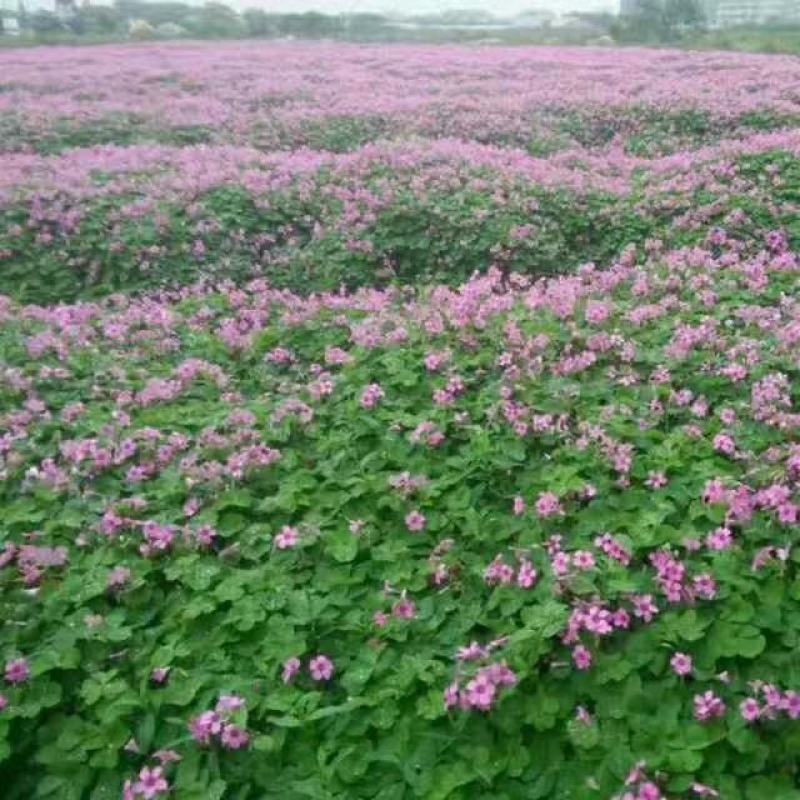 红花酢浆草种球产地直发常年供应国内包邮