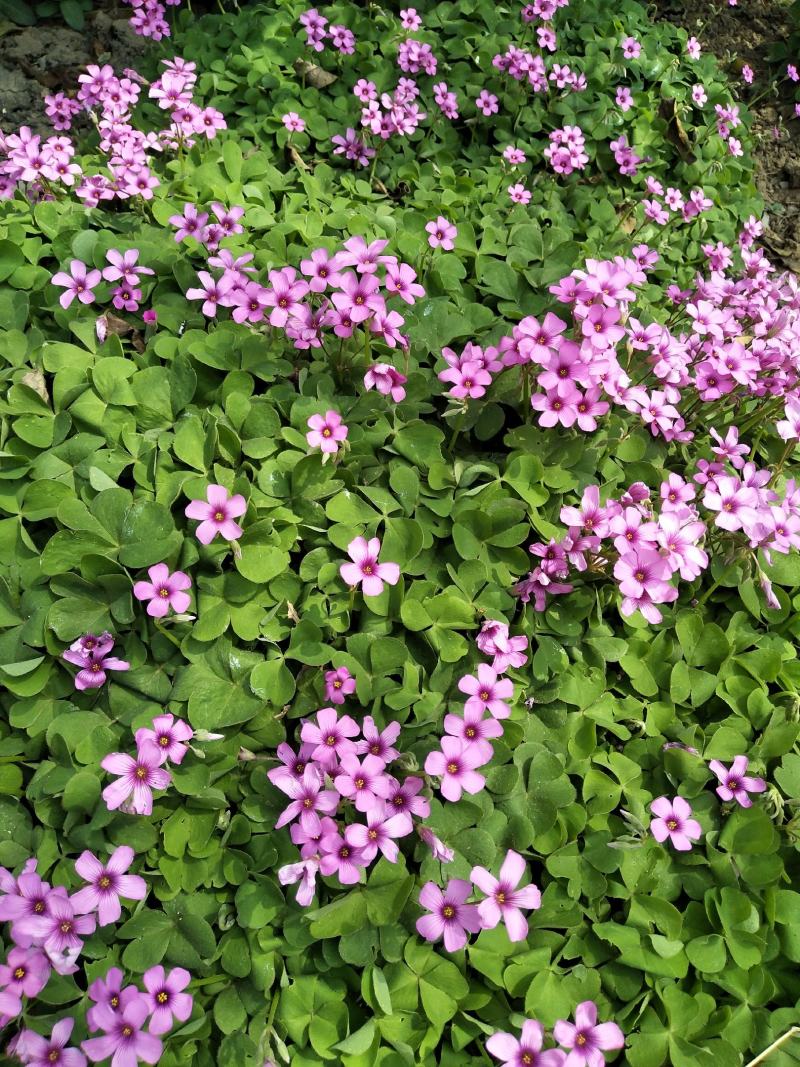 红花酢浆草种球产地直发常年供应国内包邮