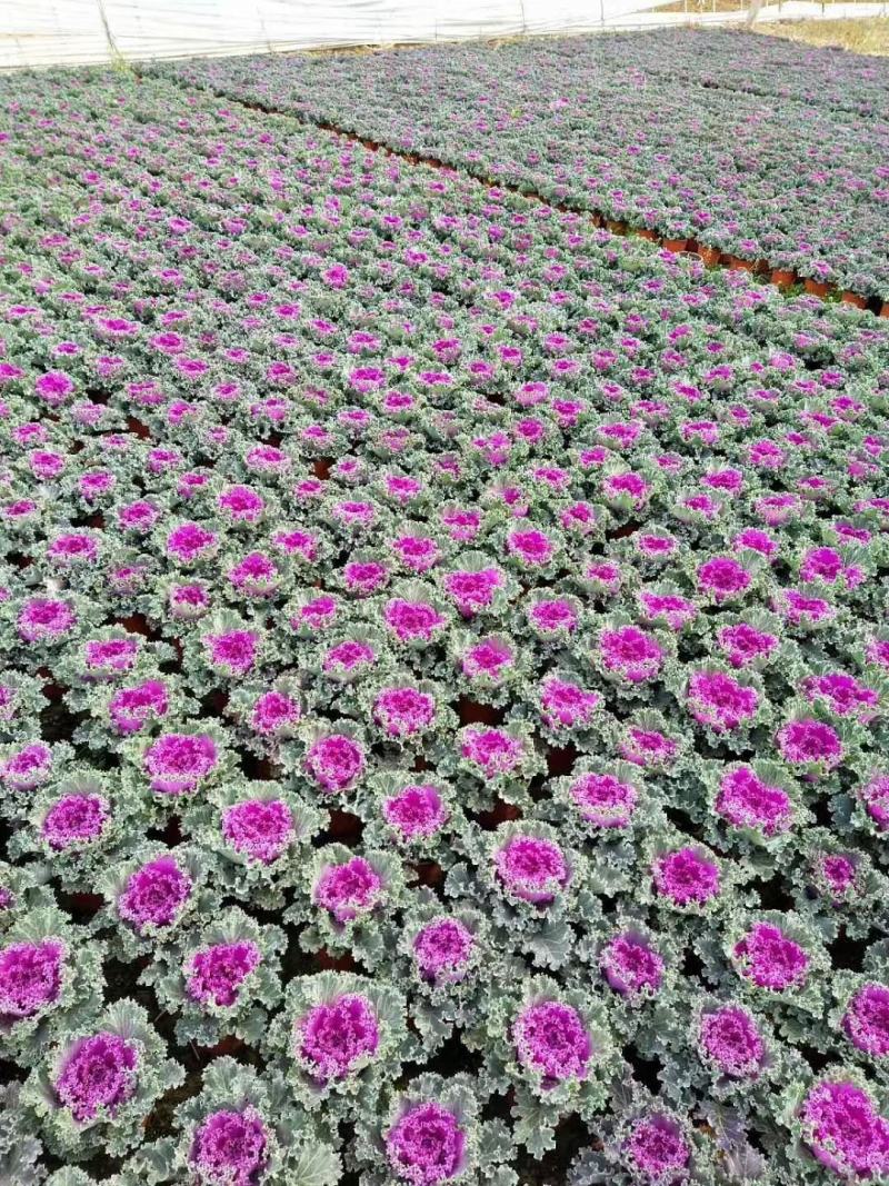 羽衣甘蓝，基地直销，雨衣甘蓝，常年供应各种绿化苗木