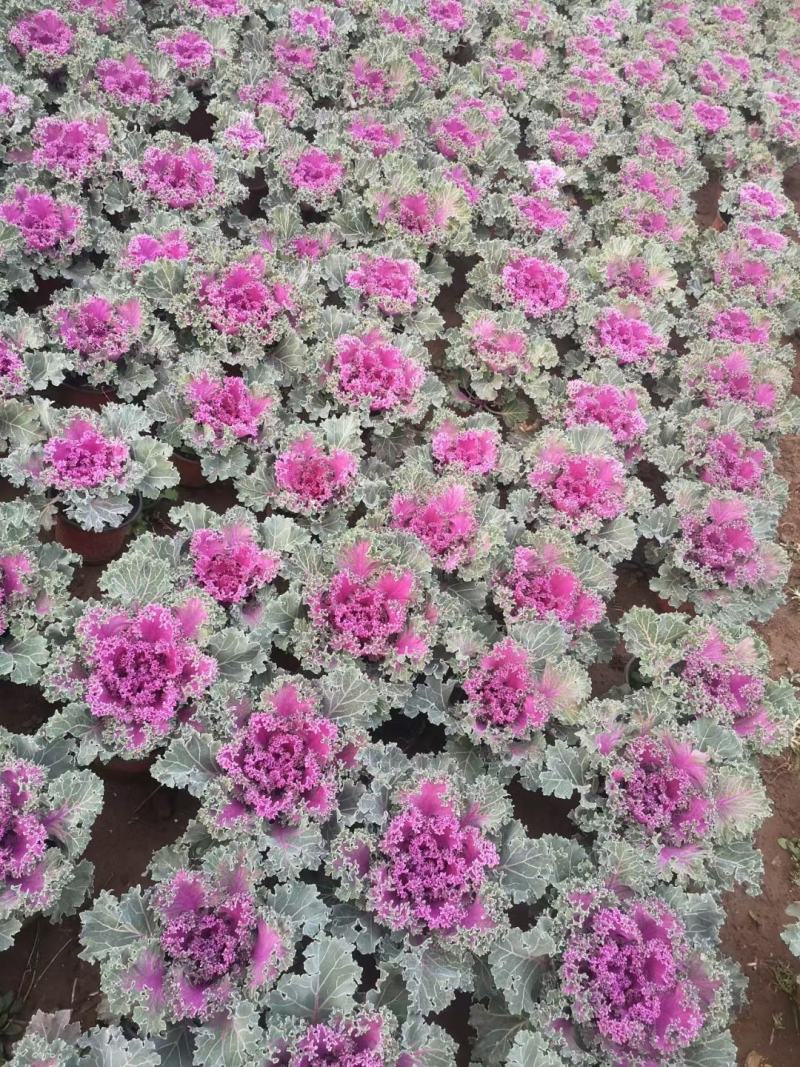 羽衣甘蓝，基地直销，雨衣甘蓝，常年供应各种绿化苗木