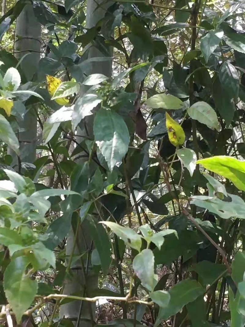 草珊瑚苗，高度30公分以上起苗，一手货源，大量有货