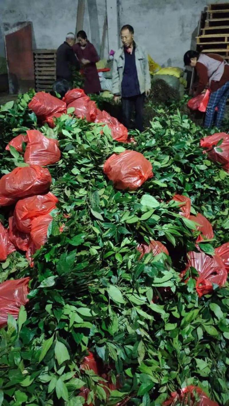 草珊瑚苗，高度30公分以上起苗，一手货源，大量有货