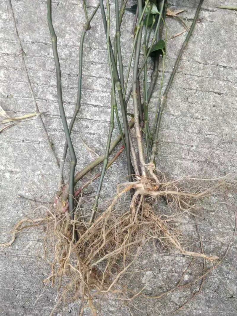 草珊瑚苗，高度30公分以上起苗，一手货源，大量有货