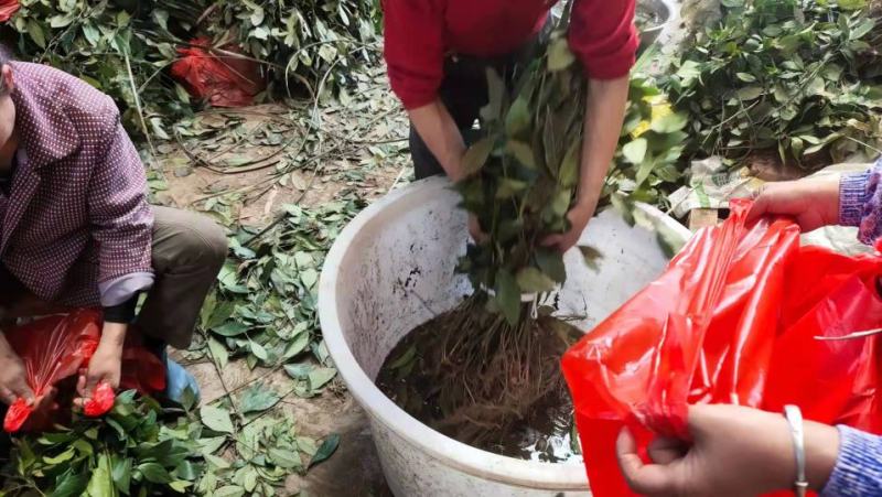 草珊瑚苗，高度30公分以上起苗，一手货源，大量有货