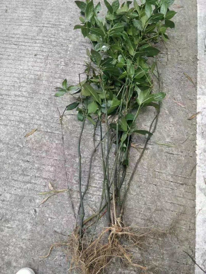 草珊瑚苗，高度30公分以上起苗，一手货源，大量有货