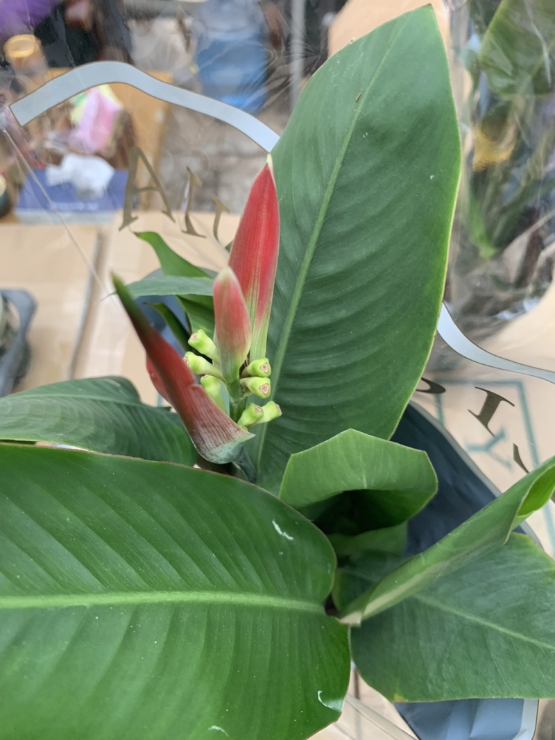 蝎尾蕉140规格170规格
