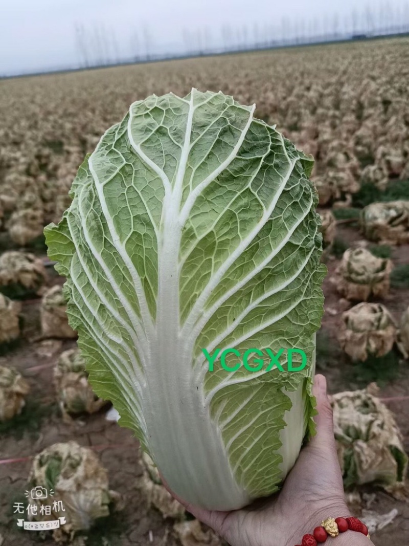 耐寒越冬白菜种子出售
