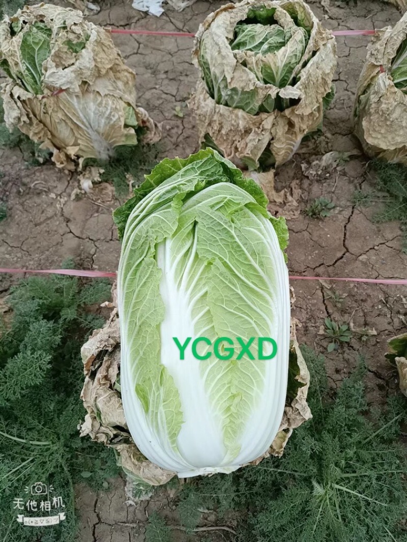耐寒越冬白菜种子出售