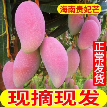 贵妃芒一件代发大量招微商，电商，社区电商，价格便宜