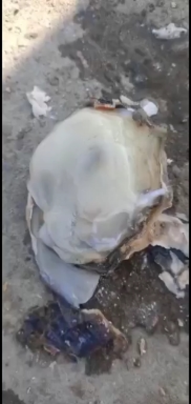 生蚝特价，想做生蚝批发的联系！！！！！！