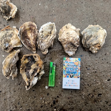生蚝特价，想做生蚝批发的联系！！！！！！