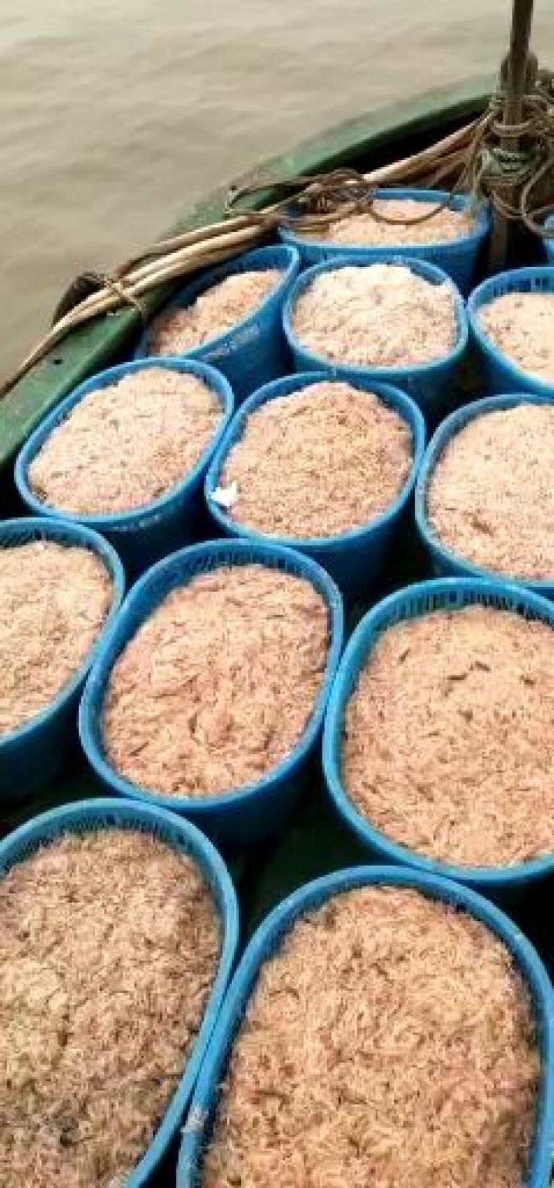 新鲜越南淡干虾皮批发