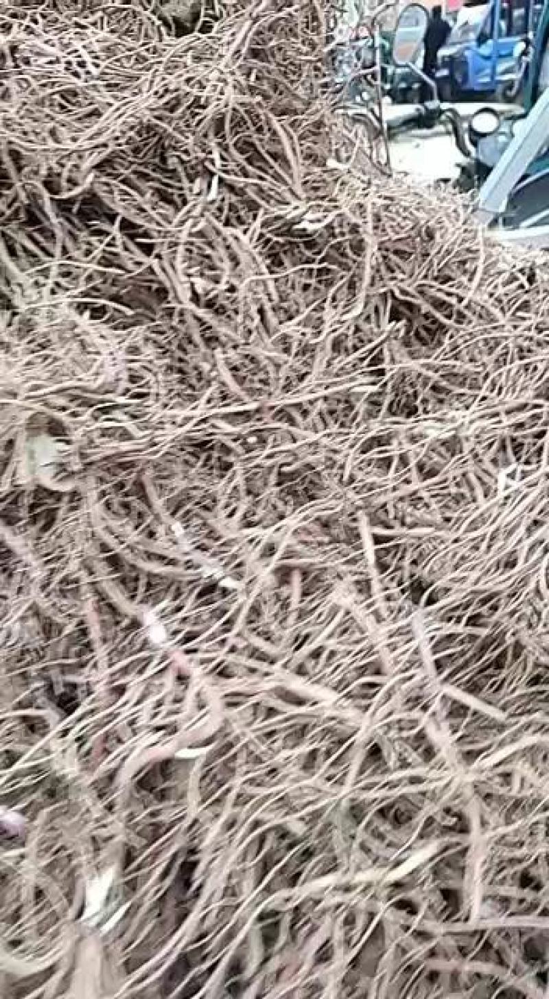 紫软一年或两年药材植物投资小效益高提供技术包回收