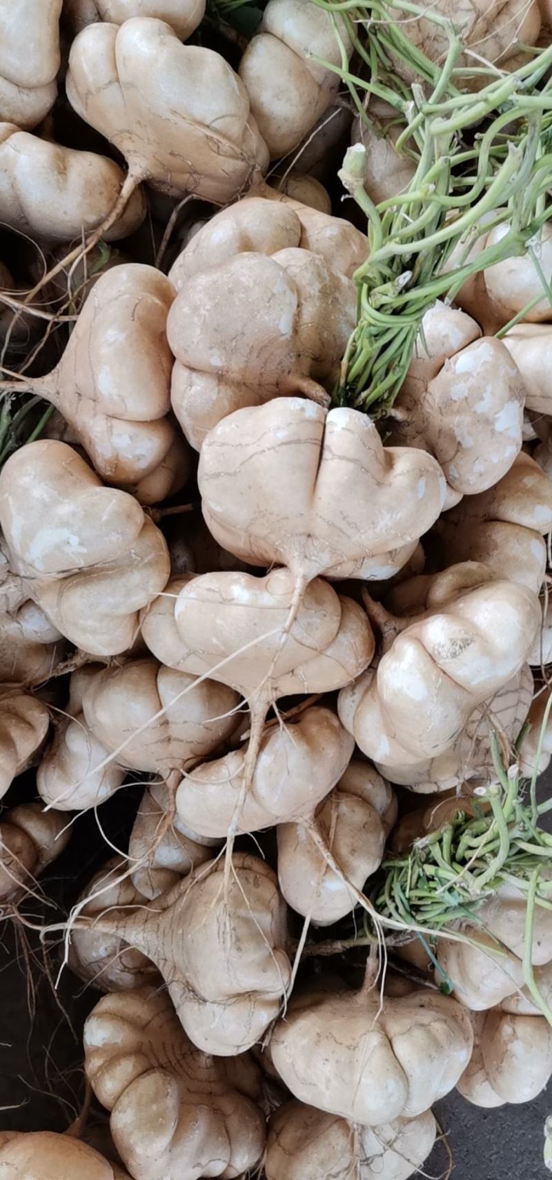 广西合浦县大量供应，凉薯，地瓜.脆甜可口