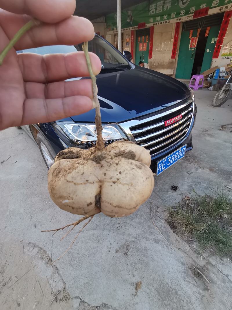 广西合浦县大量供应，凉薯，地瓜.脆甜可口