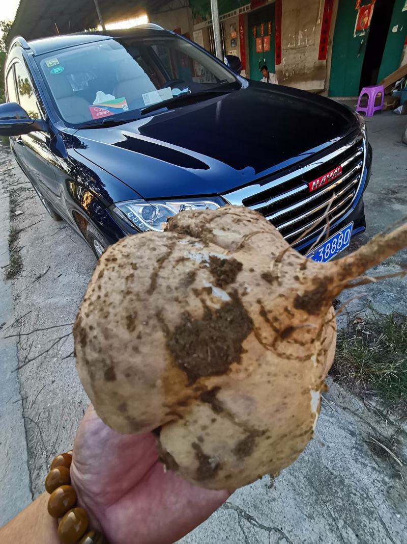 广西合浦县大量供应，凉薯，地瓜.脆甜可口
