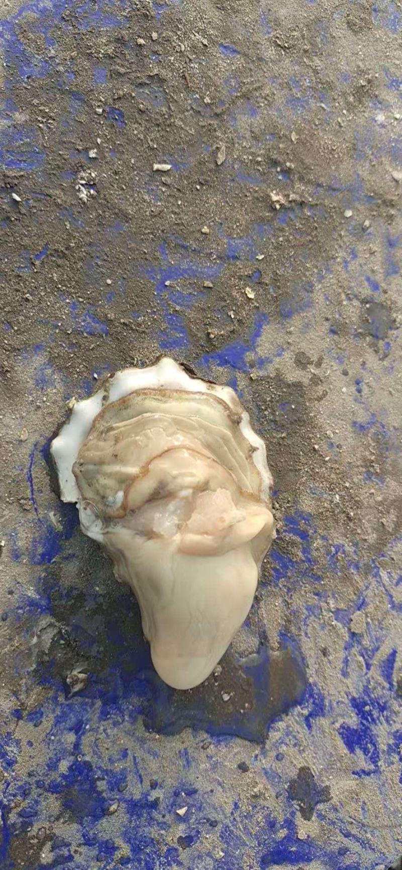 热销生蚝便宜大量出售，不怕便宜的私信。今年的生蚝大量上市