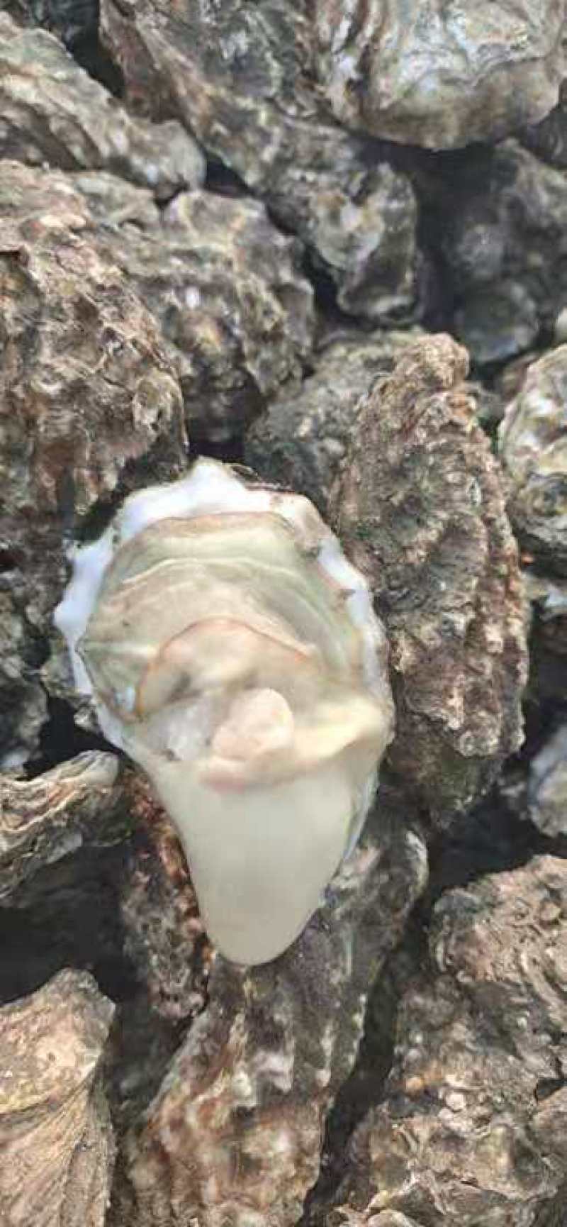 热销生蚝便宜大量出售，不怕便宜的私信。今年的生蚝大量上市