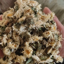 安徽胎菊胎米朵花娃娃菊对外批发欢迎冾谈