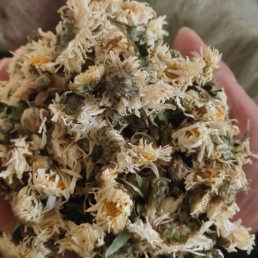 安徽胎菊胎米朵花娃娃菊对外批发欢迎冾谈