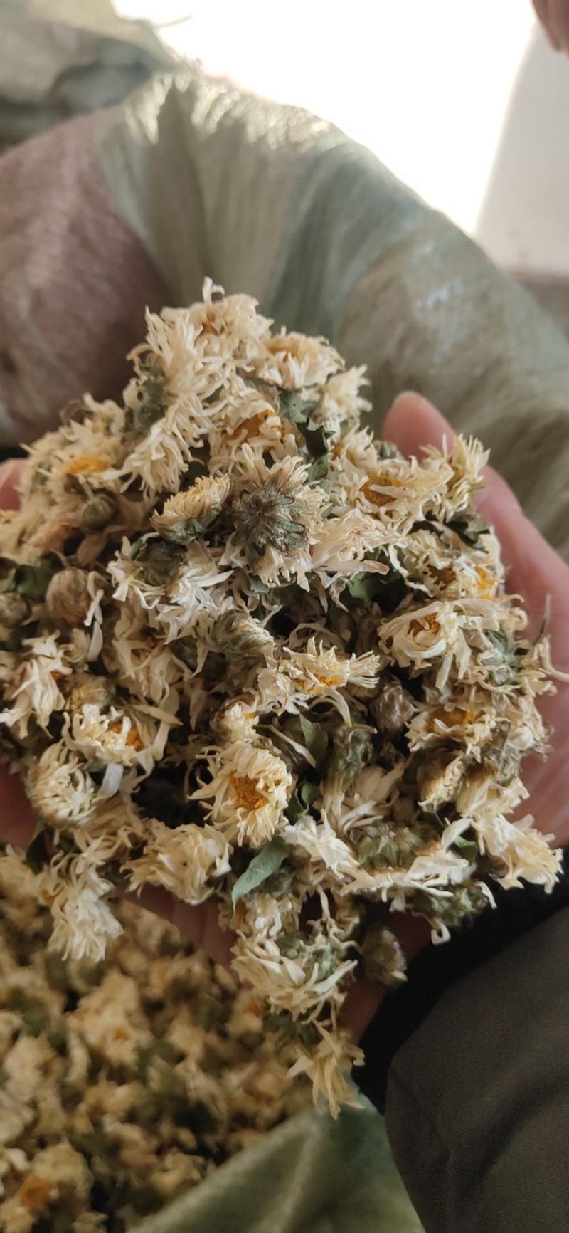 安徽胎菊胎米朵花娃娃菊对外批发欢迎冾谈