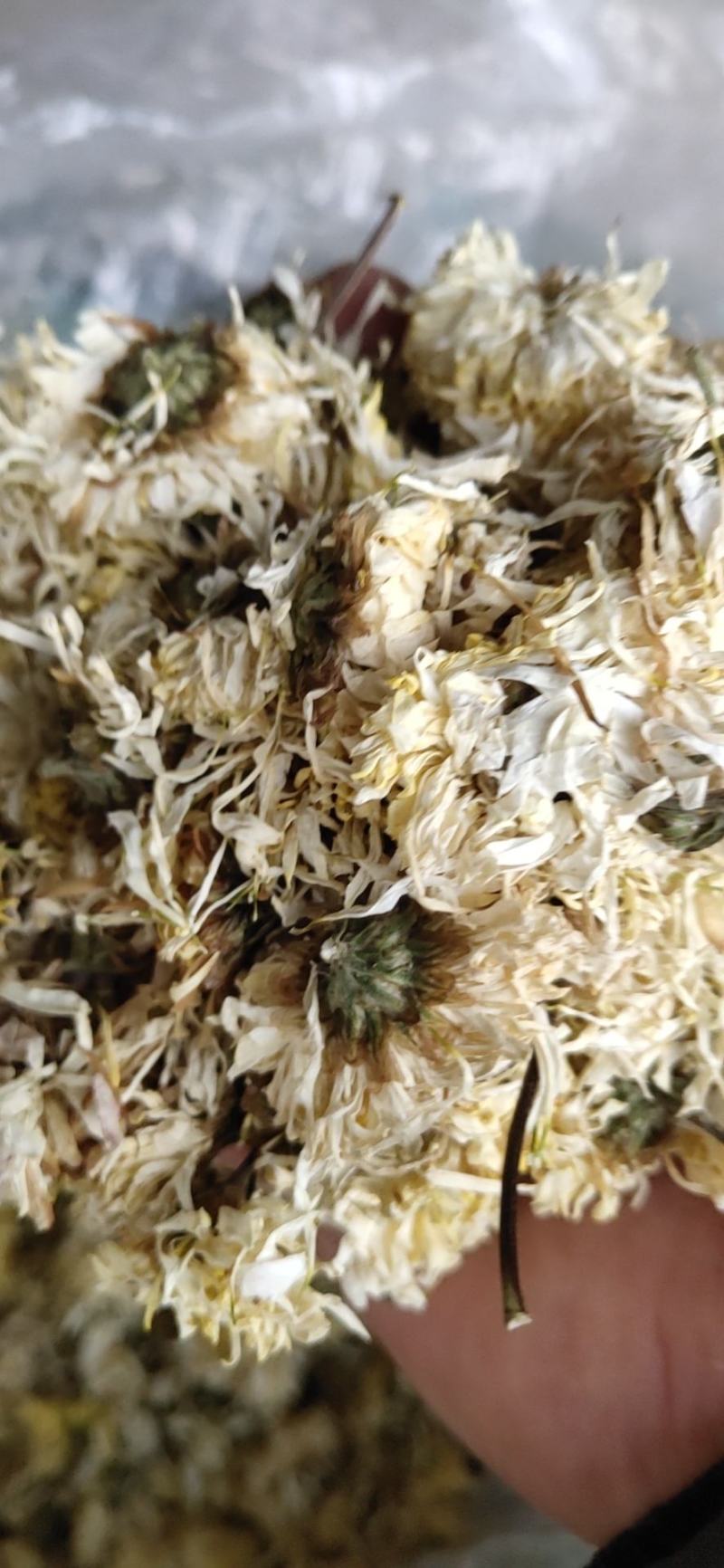 安徽胎菊胎米朵花娃娃菊对外批发欢迎冾谈