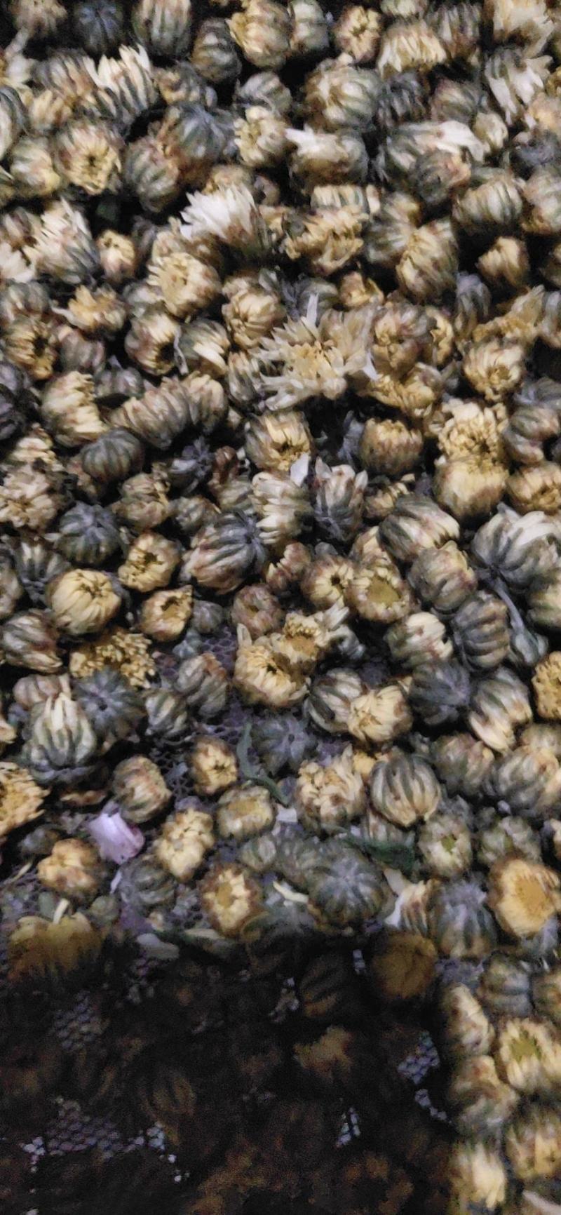 安徽胎菊胎米朵花娃娃菊对外批发欢迎冾谈