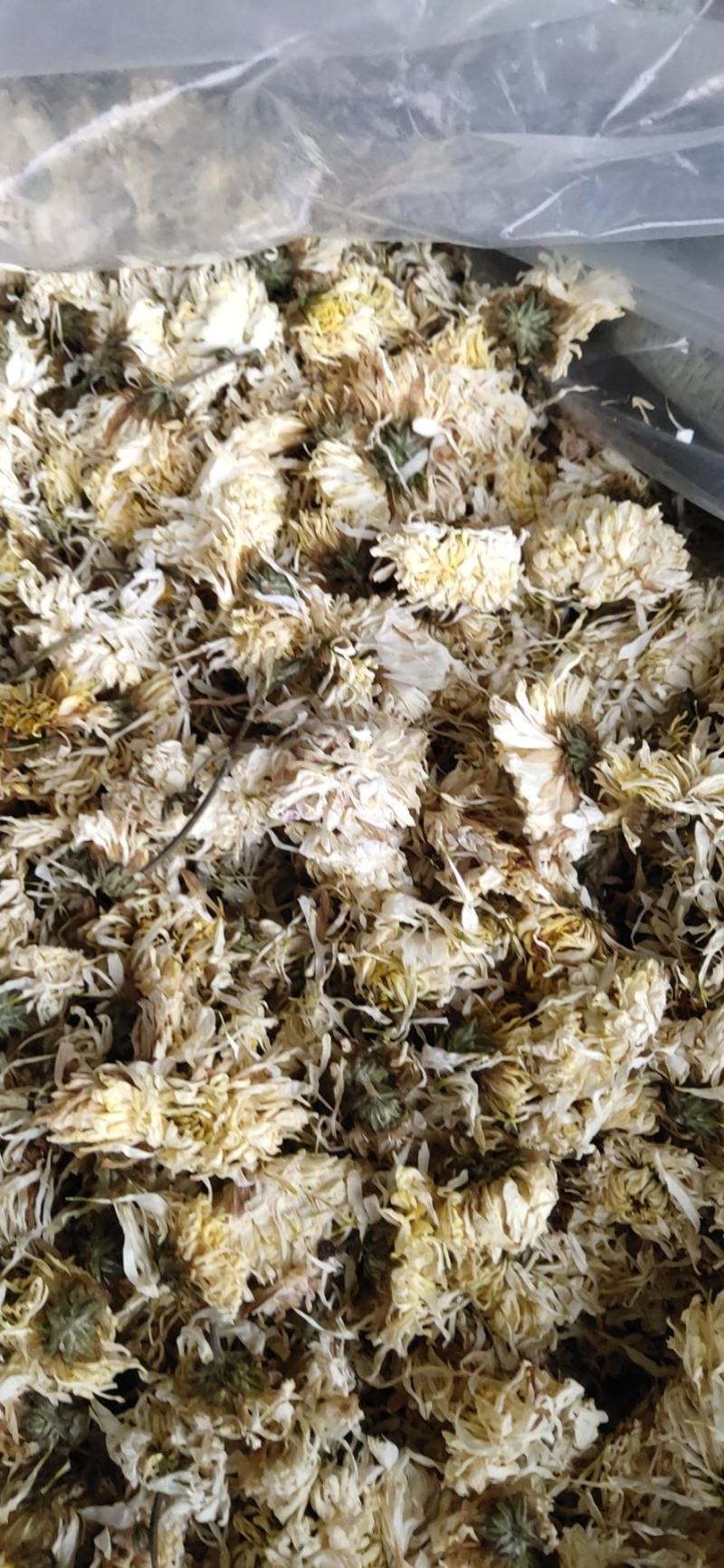 安徽胎菊胎米朵花娃娃菊对外批发欢迎冾谈
