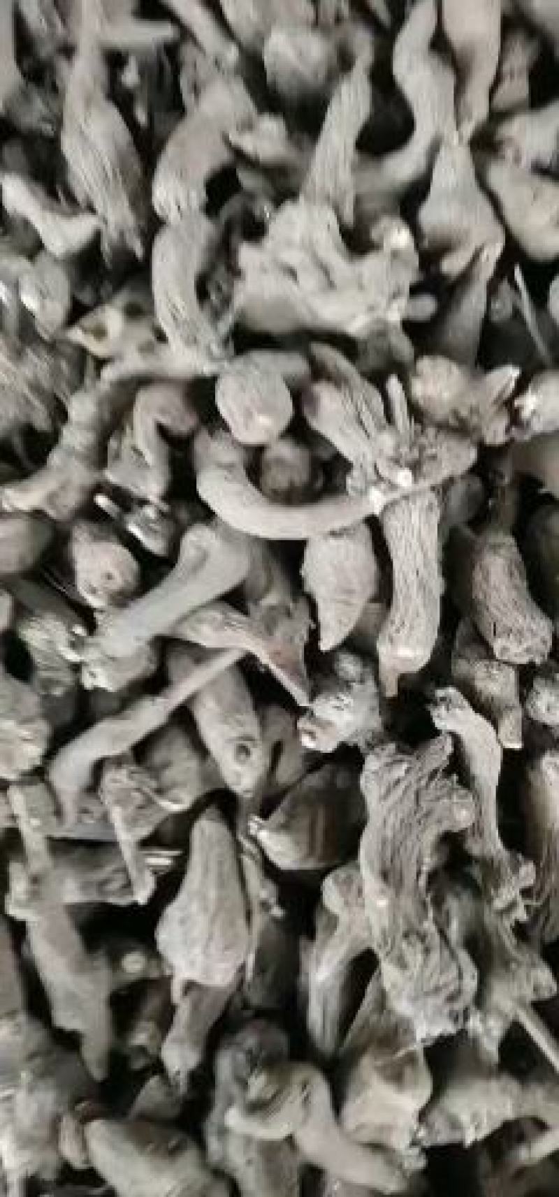 白术子:根茎一年或两年作物，用图广效益好