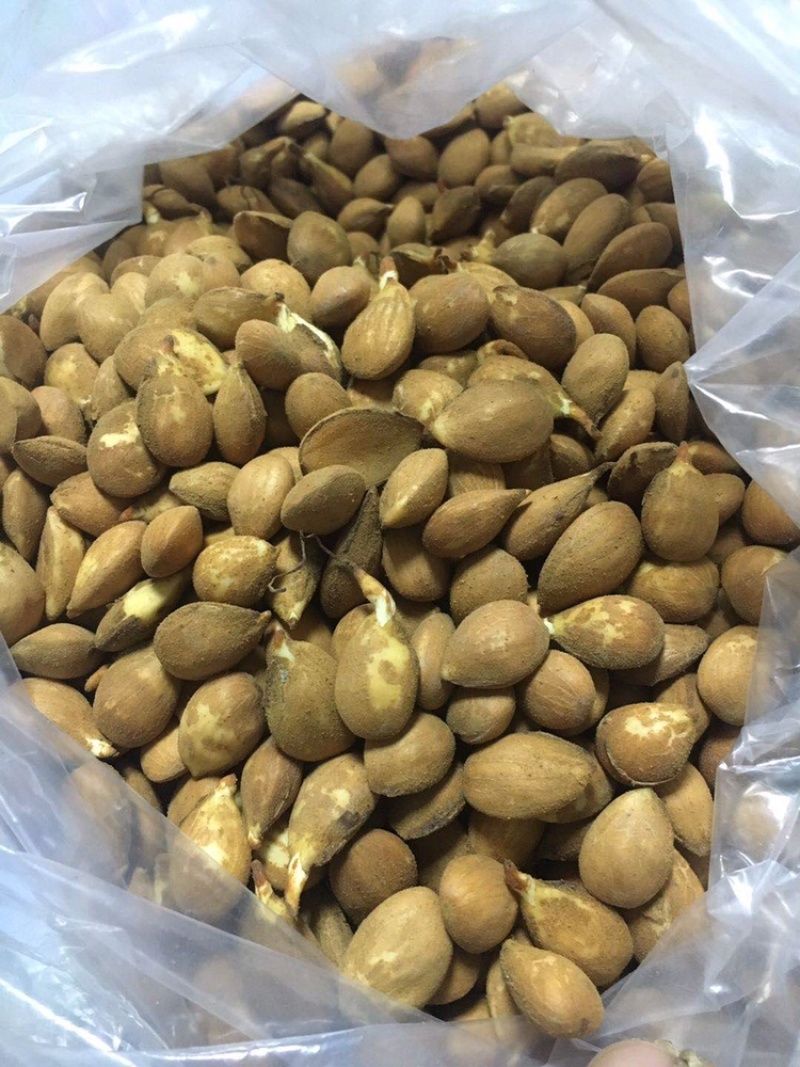 沙藏好的毛桃种子毛桃核毛桃芽毛桃胡毛桃树种子