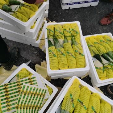 产地直供精品羊角蜜甜瓜！