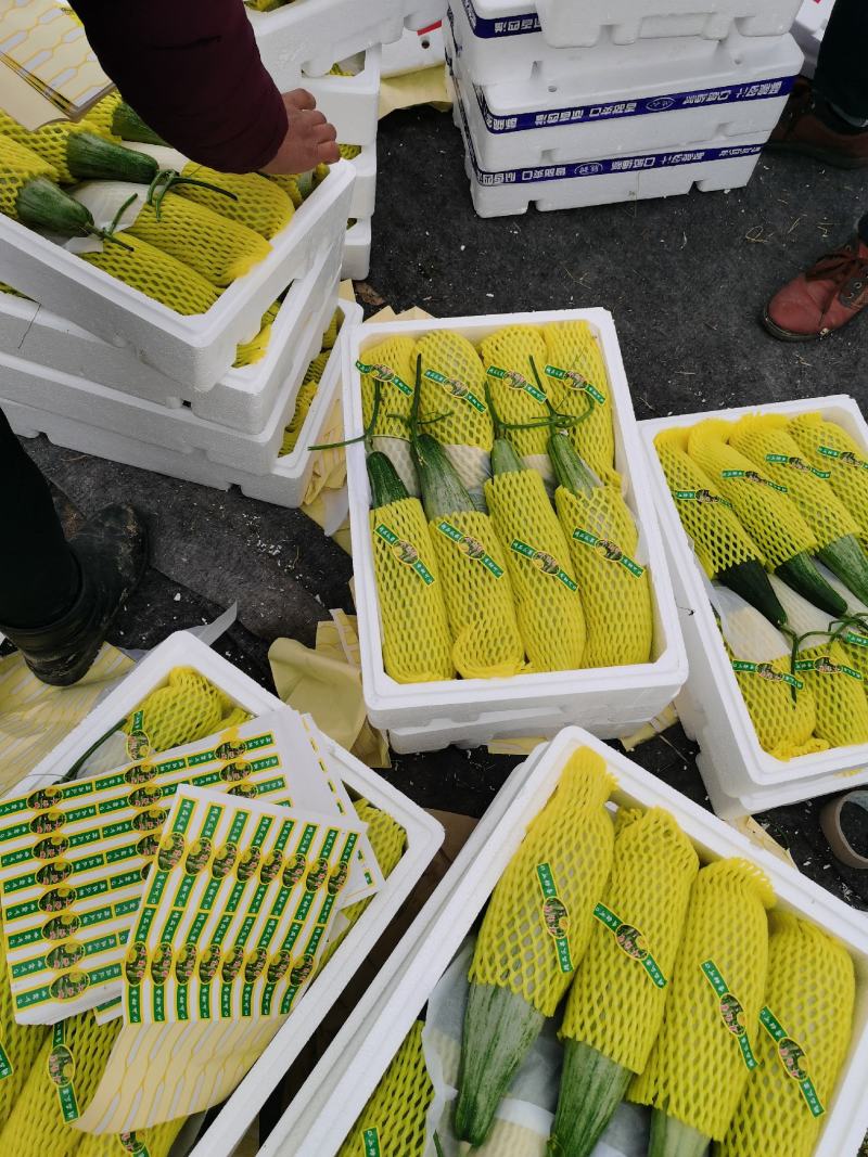 产地直供精品羊角蜜甜瓜！