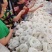 土豆圈圈粉跑江湖展会早市热卖产品厂家一手货源