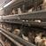 畜牧养殖机械层叠式蛋鸡笼