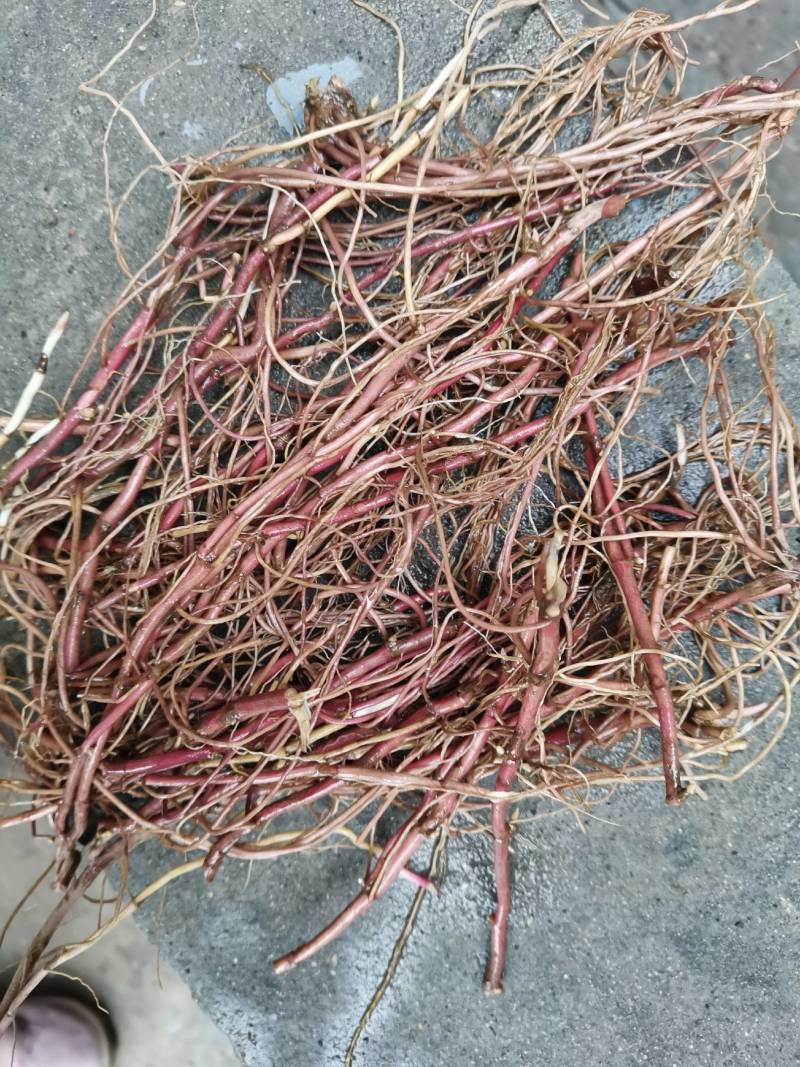 紫宛种根大量供应一手货源。