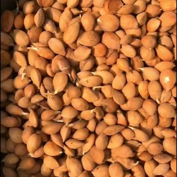 桃树种子，毛桃种子大量批发零售，一手货源