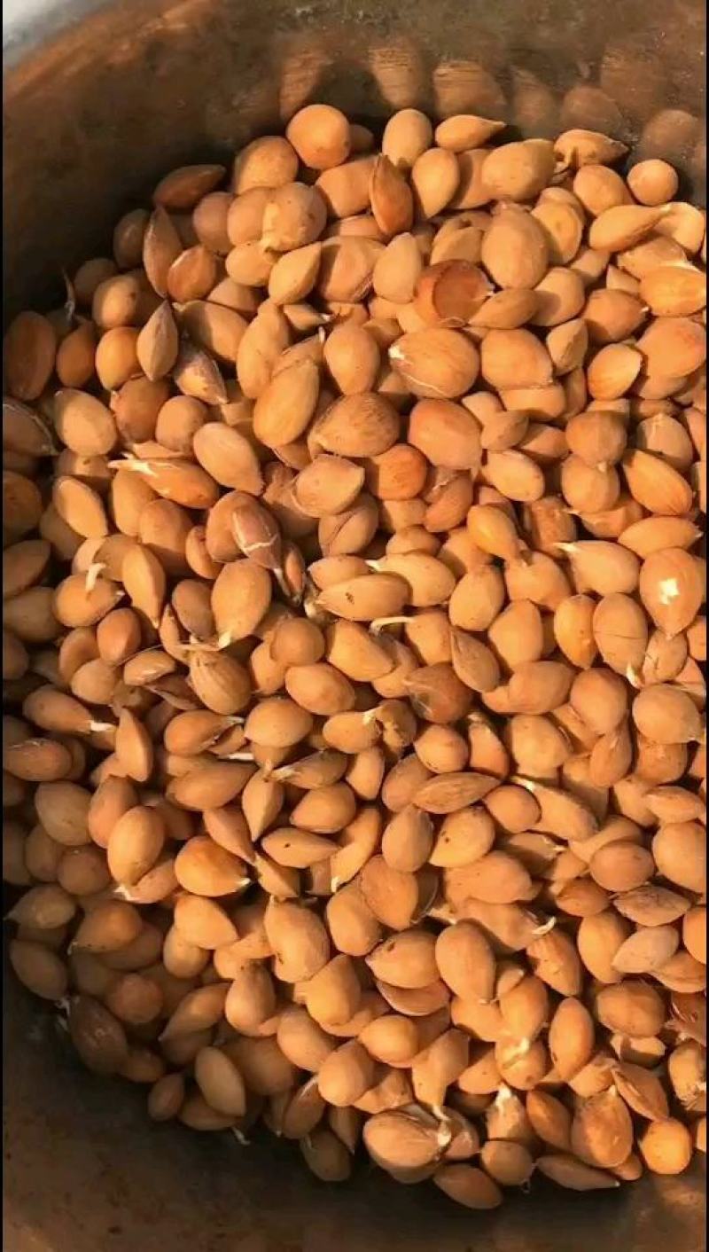桃树种子，毛桃种子大量批发零售，一手货源