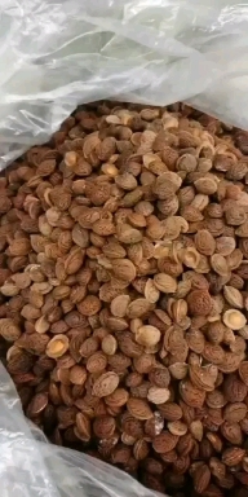 桃树种子，毛桃种子大量批发零售，一手货源