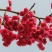 京红早樱樱花京红早婴当年苗大红花樱花