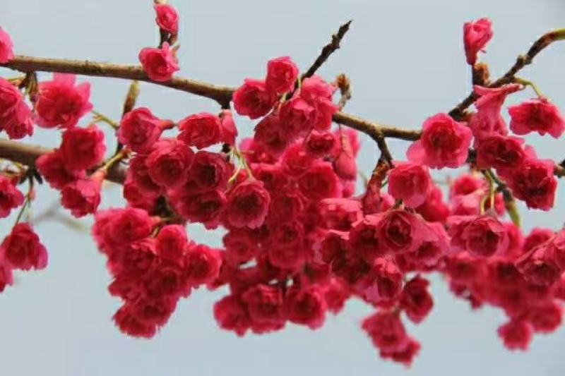 京红早樱樱花京红早婴当年苗大红花樱花