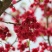 京红早樱樱花京红早婴当年苗大红花樱花