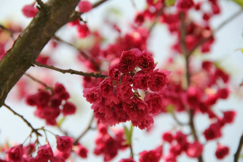 京红早樱樱花京红早婴当年苗大红花樱花