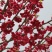 京红早樱樱花京红早婴当年苗大红花樱花